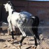 large white horse statue