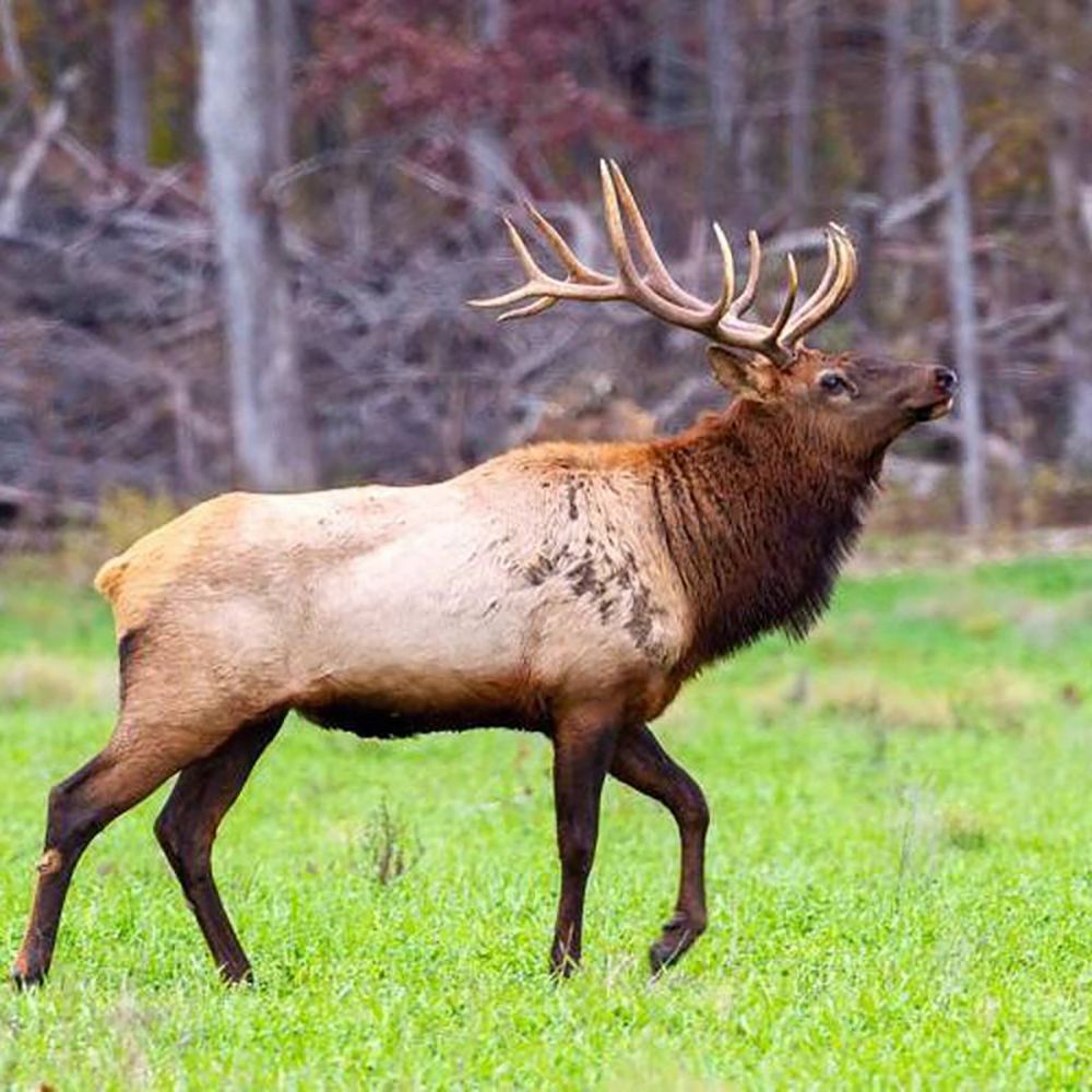 elk