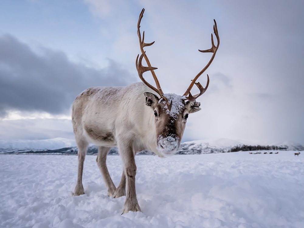 Reindeer