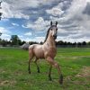 outdoor bronze horse statue