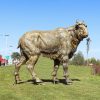 large bull sculpture
