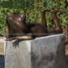 bronze frog fountain