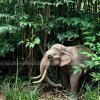 fiberglass elephant statue