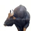 european bison statue