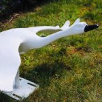 Weißes Schwanenstandbild