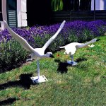 Weißes Schwanenstandbild