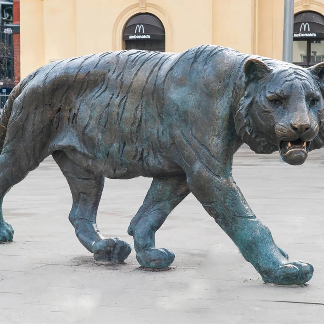 Growling and walking Tiger bronze Statue with a little green patina on the surface