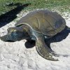 Sea Turtle Garden bronze Statue featuring textured patterns on the shell and flippers