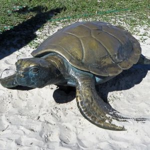 Sea Turtle Garden bronze Statue featuring textured patterns on the shell and flippers