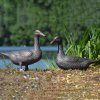 Two bronze wild ducks sculpture standing on the ground near wate