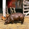 bronze Pig Statue for Garden in a foraging posture with naturally curled tail