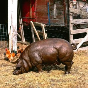 bronze Pig Statue for Garden in a foraging posture with naturally curled tail