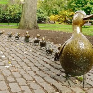 bronze Statue of Make Way for Ducklings showing mother duck with her ducklings walking on cobblestone