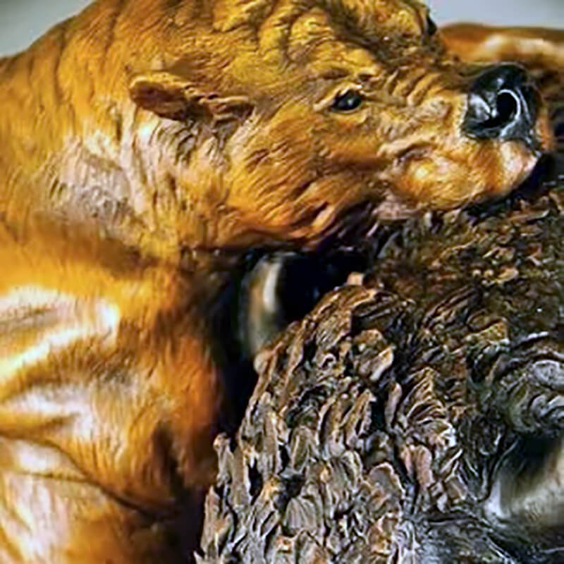 Close-up of Bull and Bear Bronze Statue featuring the bear’s firm bite and muscular grip