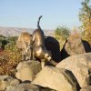 Mountain Lion Statue for Sale placed among natural rocks