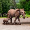 Outdoor elephant statues for sale featuring a bronze African elephant mother and calf