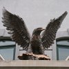 Bronze Eagle Statue for Yard with wings spread