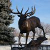 Full size Elk Statue in bronze depicting a majestic elk standing proudly with detailed antlers