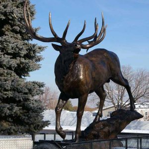Full size Elk Statue in bronze depicting a majestic elk standing proudly with detailed antlers
